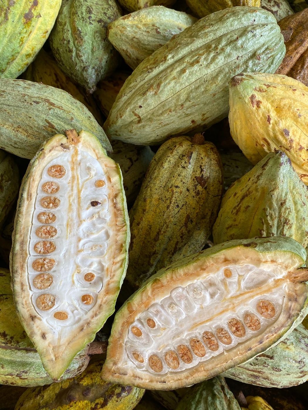 Mazorcas de cacao Almendra Blanca abiertas