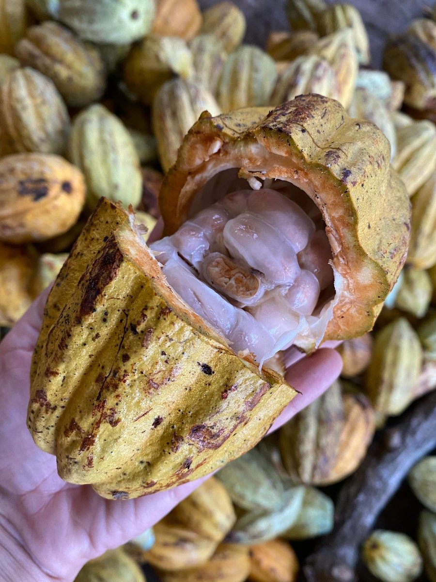 Mazorca de cacao abierta mostrando las almendras frescas