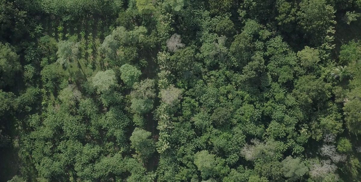 Vista aérea del cacaotal de Finca Las Delias