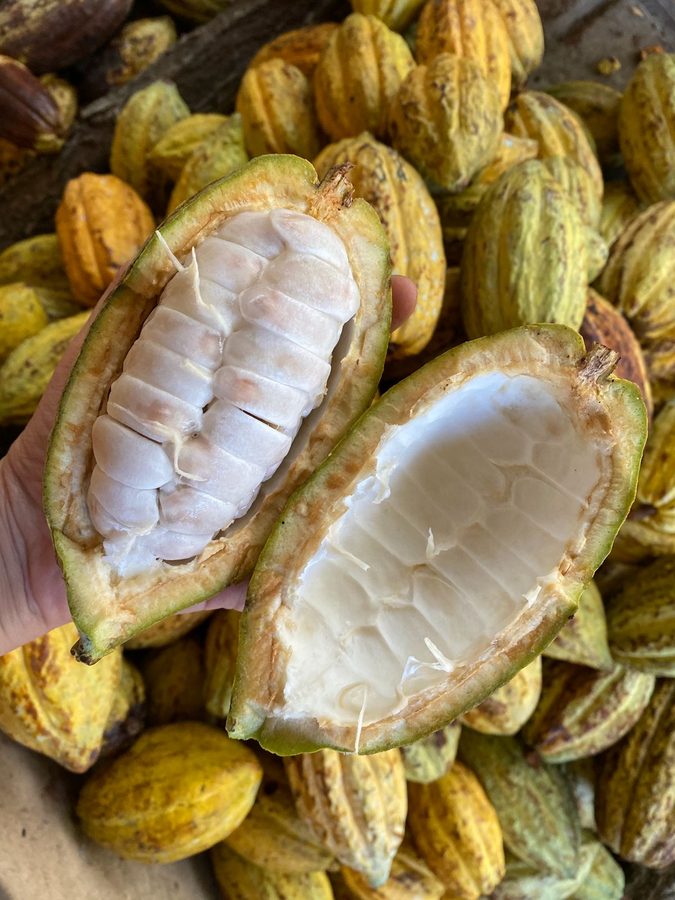 Mazorca de cacao abierta con almendras