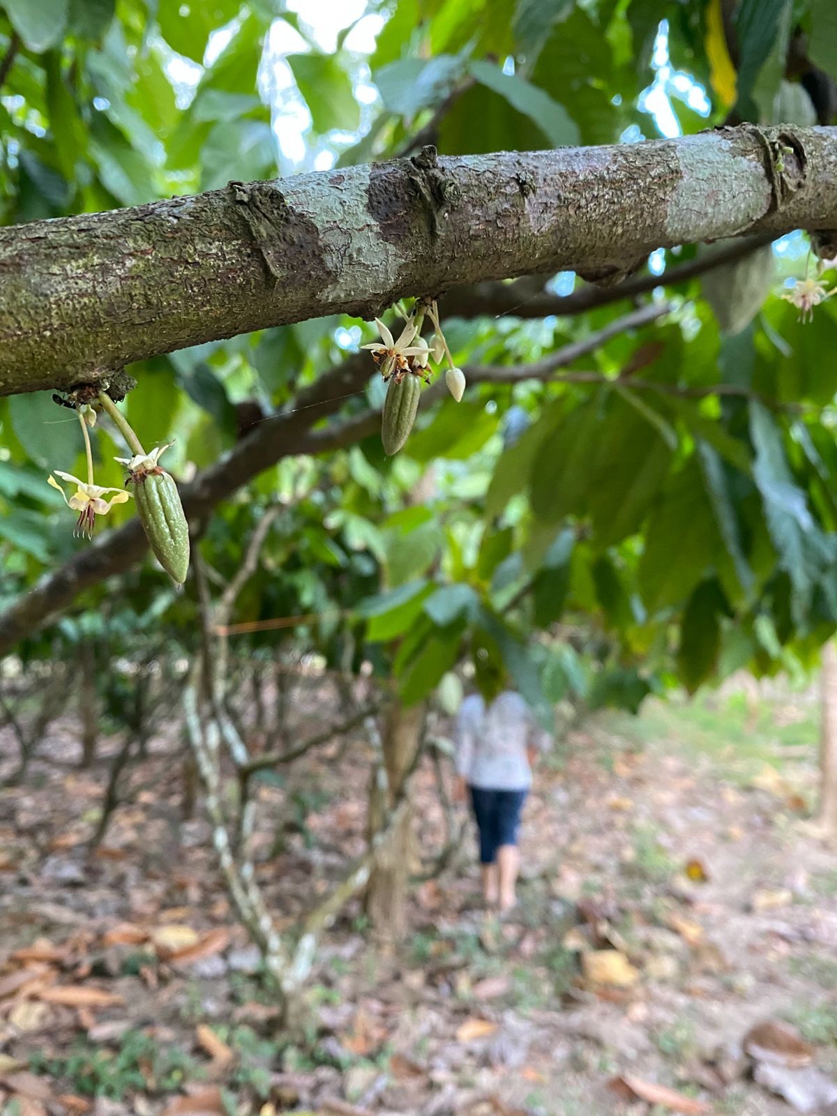 Mazorcas de cacao en el árbol dentro del cacaotal de Finca Las Delias