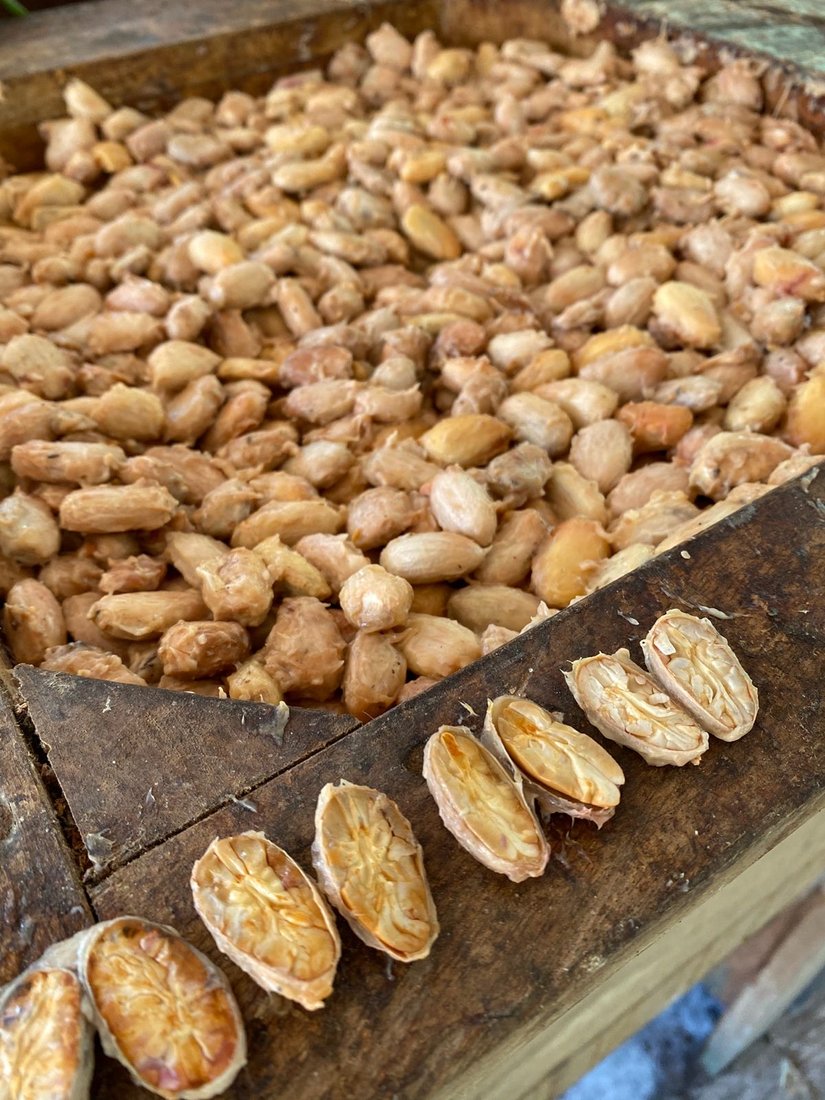 Fermentación en cajas de mango y macuilí
