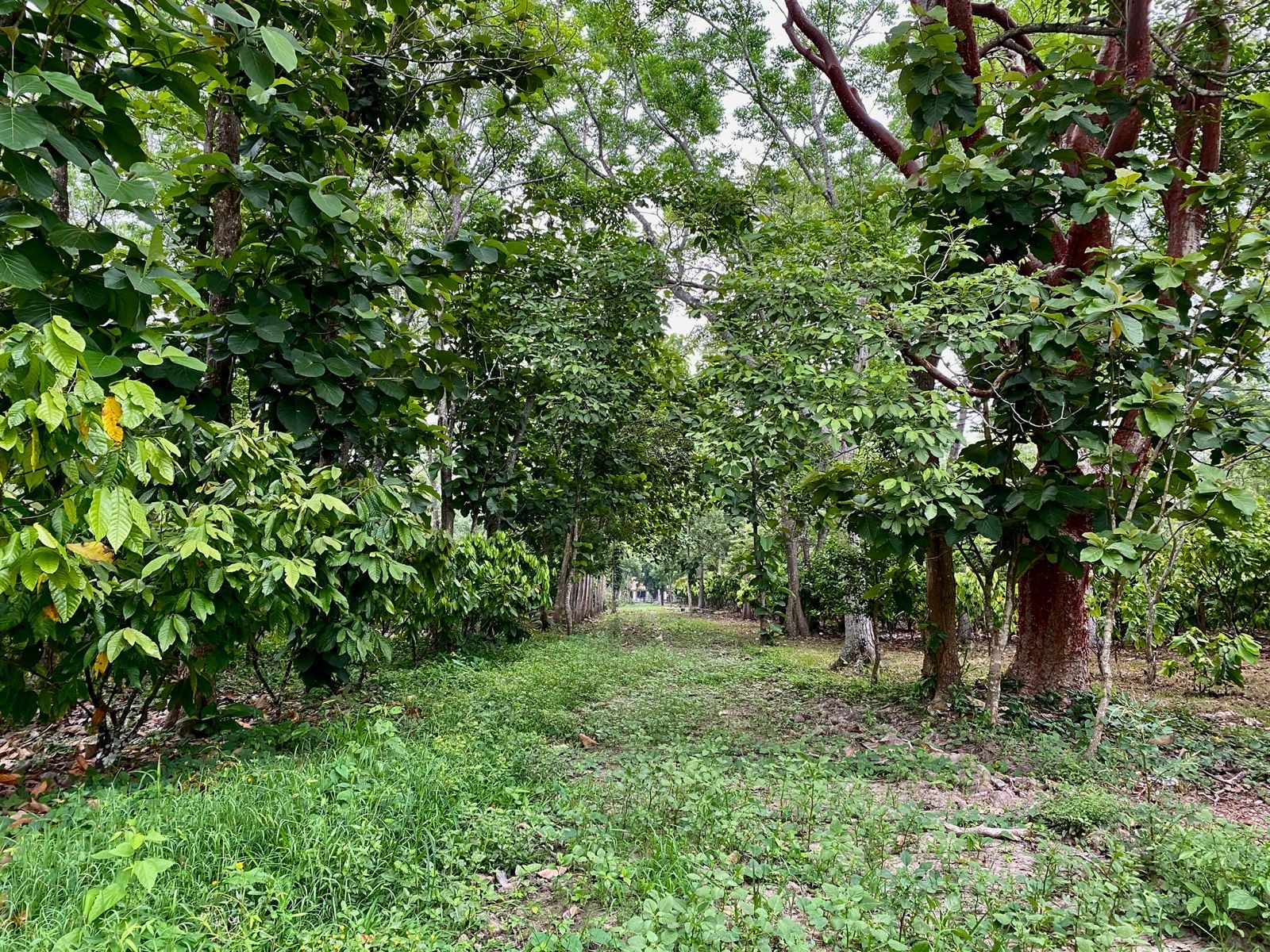 Sendero dentro del cacaotal de Finca Las Delias